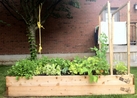 Backyard Organic Vegetable Garden