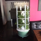 condo gardening