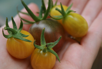 Organic Backyard Vegetable Garden