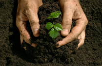 garden maintenance toronto