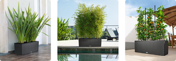 self-watering container